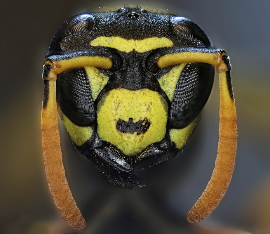 . - Игорь Осипов