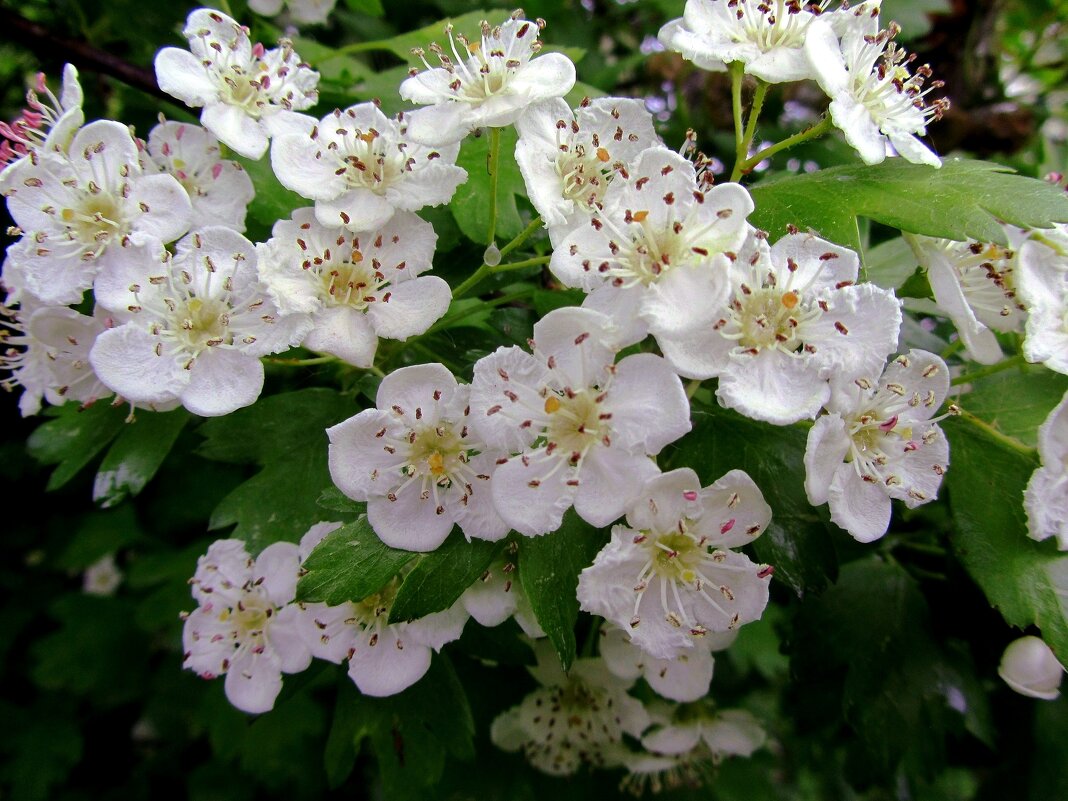 Боярышник - Сергей Карачин