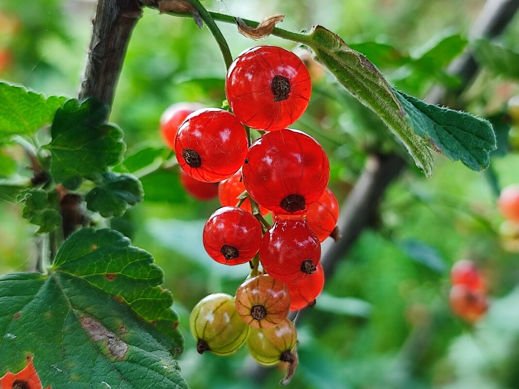 Красная смородина - Валентина Богатко 