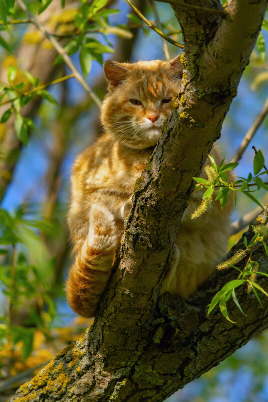 прилетели....коты))) - Виталий Емельянов