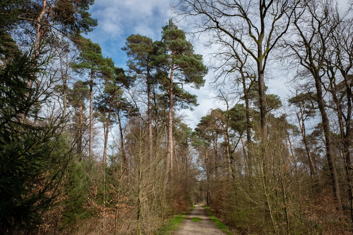 К соснам... - Николай Гирш К соснам... - Николай Гирш