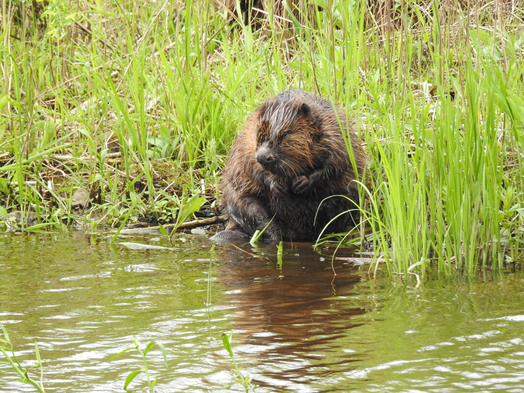 бобр - ИННА ПОРОХОВА бобр - ИННА ПОРОХОВА