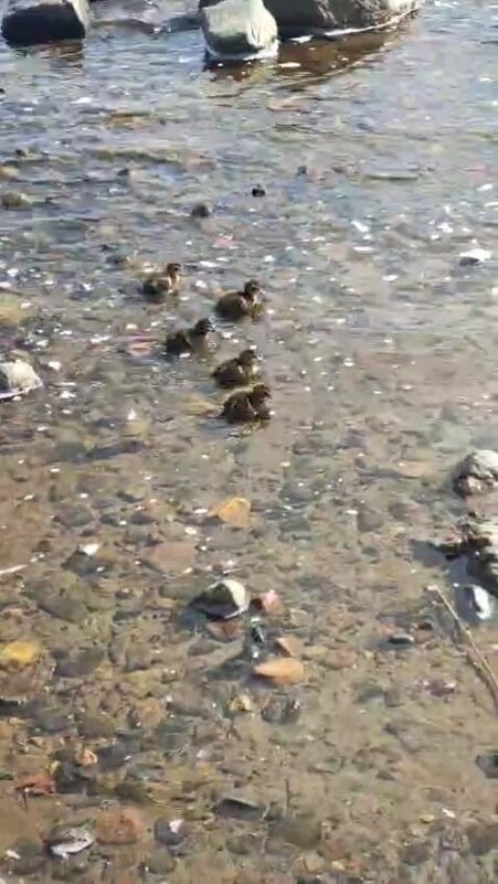 Онежское озеро - Ирэн 