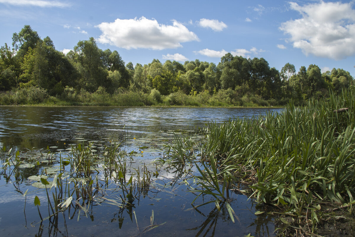 ... - Елена Пономарева ... - Елена Пономарева