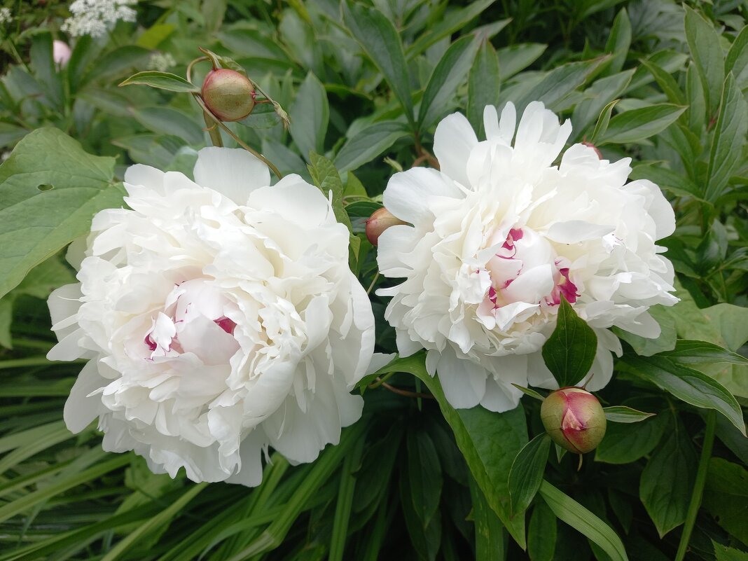 Белые пионы - BoxerMak Mak