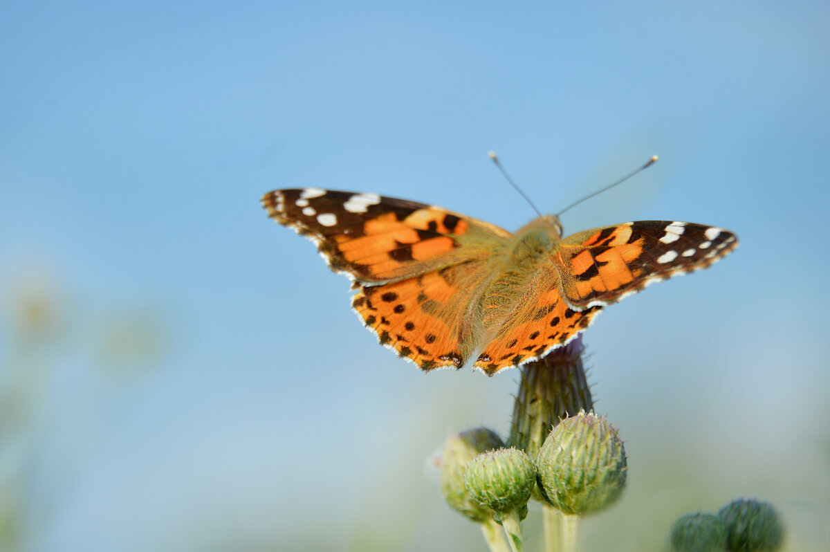*** - Надежда Куркина 