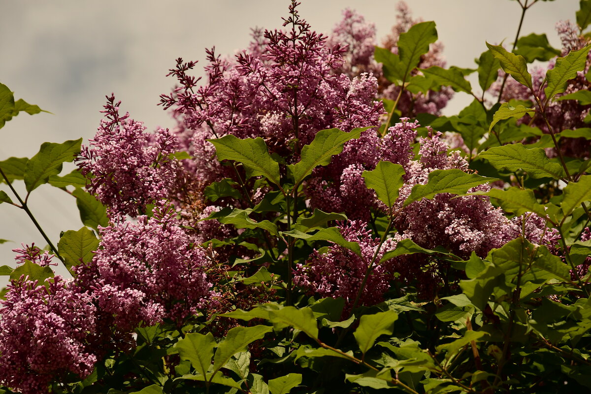прирола - סּﮗRuslan HAIBIKE Sevastyanovסּﮗסּ