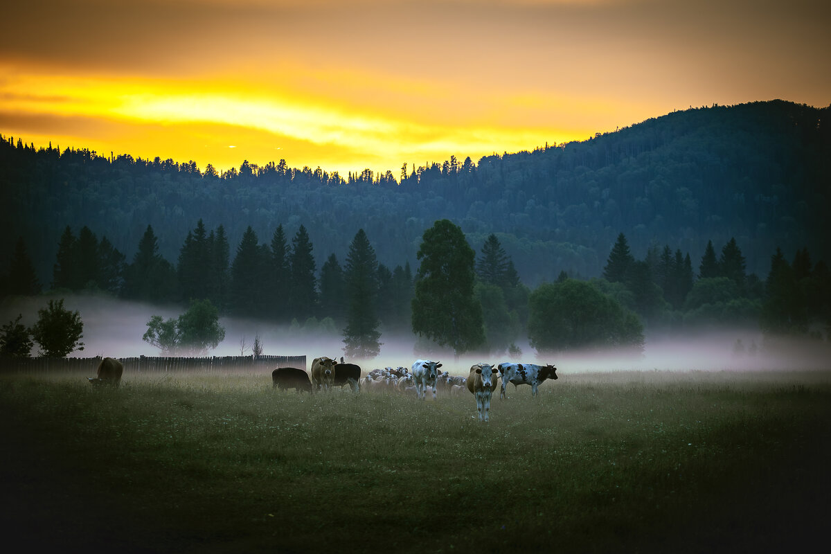 На вечерней зорьке. (Из жизни села). - Георгий 