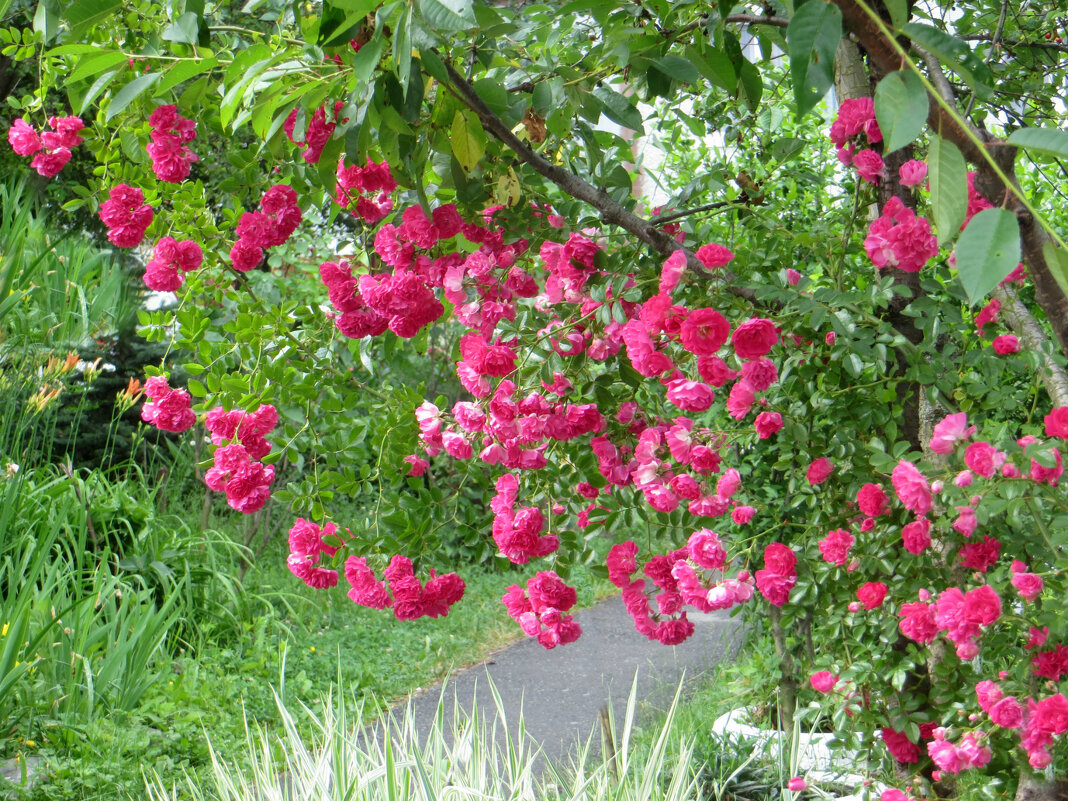 Плетистая роза - Татьяна Львова