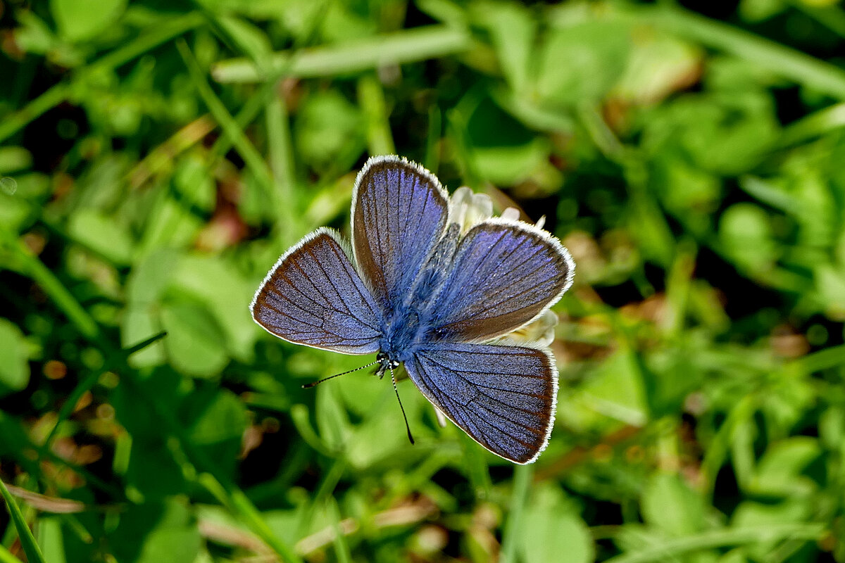 опять про бабочек 49 - Александр Прокудин