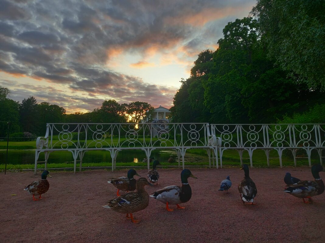 Утки на закате - Сапсан 