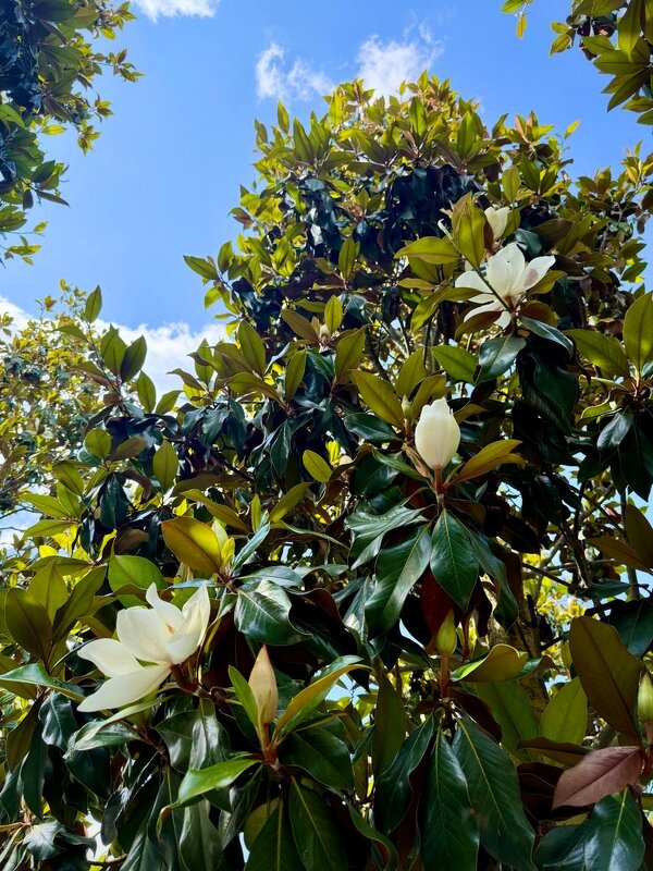 Магнолия - Сергей Б.