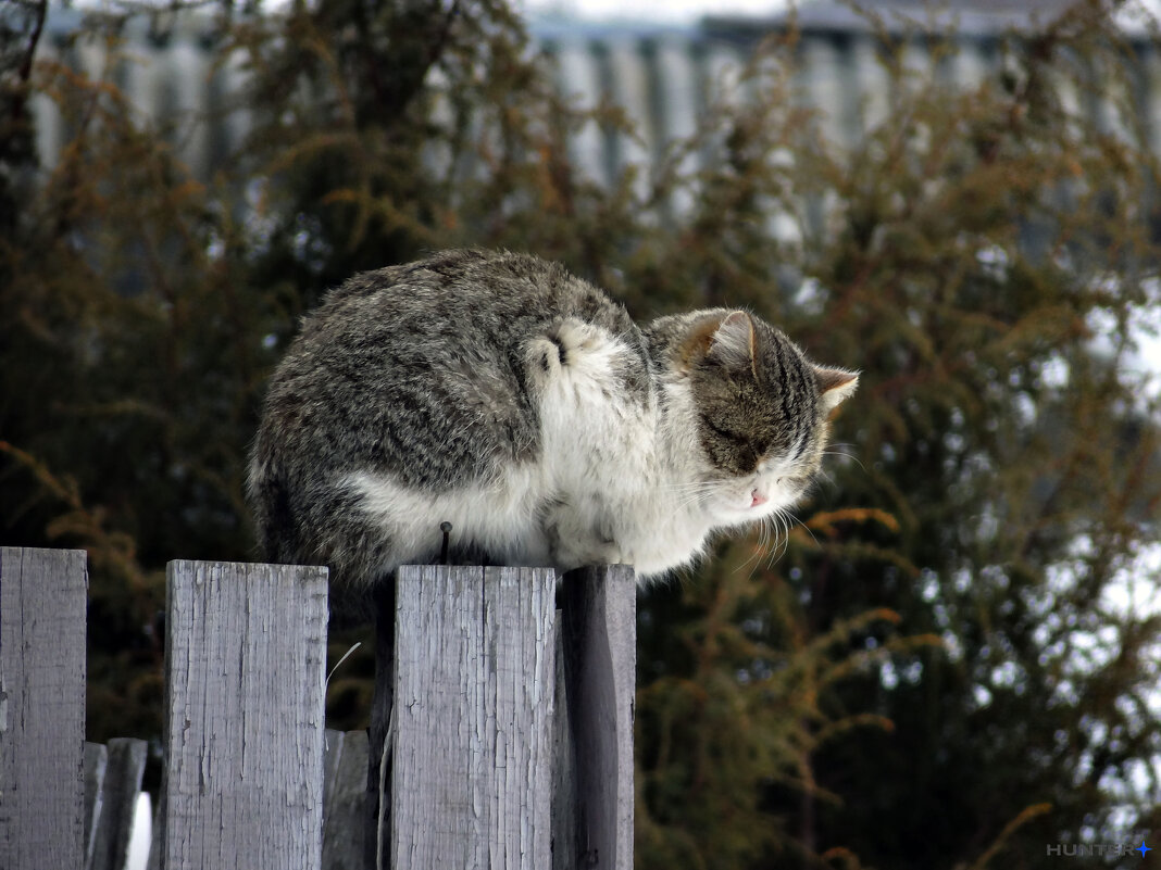 уличный кот - Полина Лопатина (Hunter)
