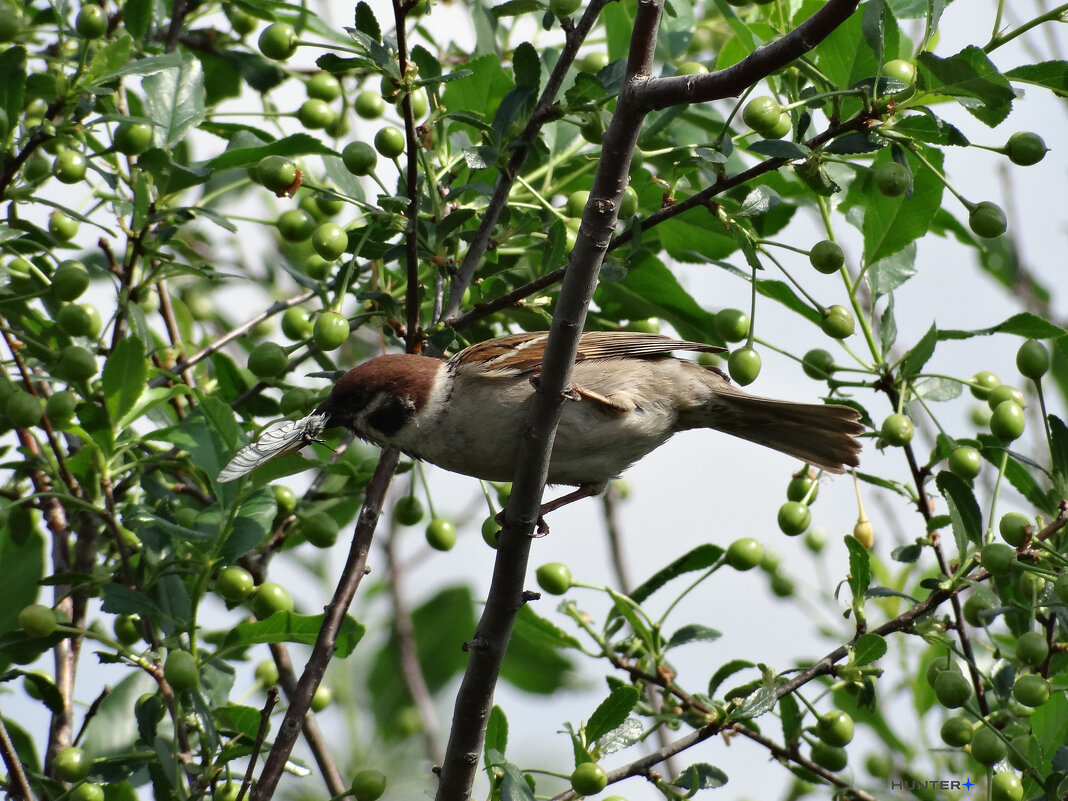 июнь - Полина Лопатина (Hunter)