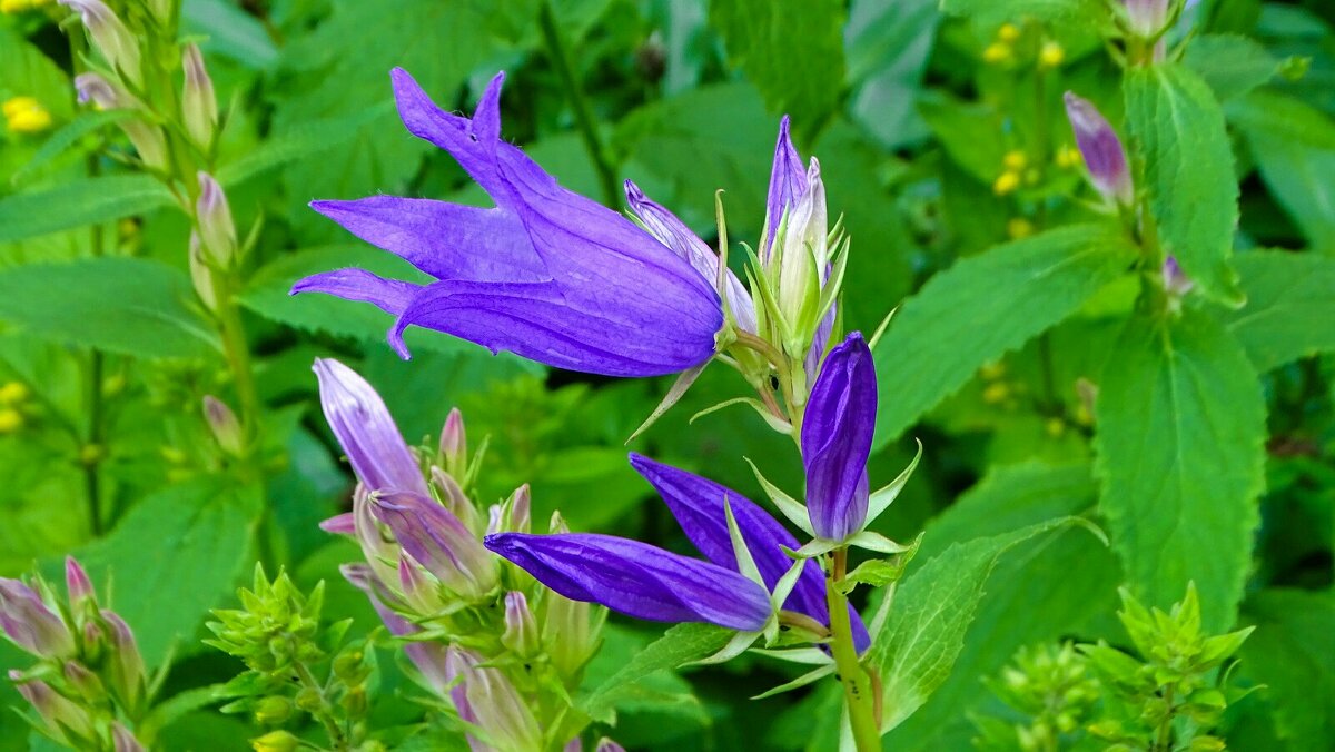 Городские цветы. - Милешкин Владимир Алексеевич Городские цветы. - Милешкин Владимир Алексеевич