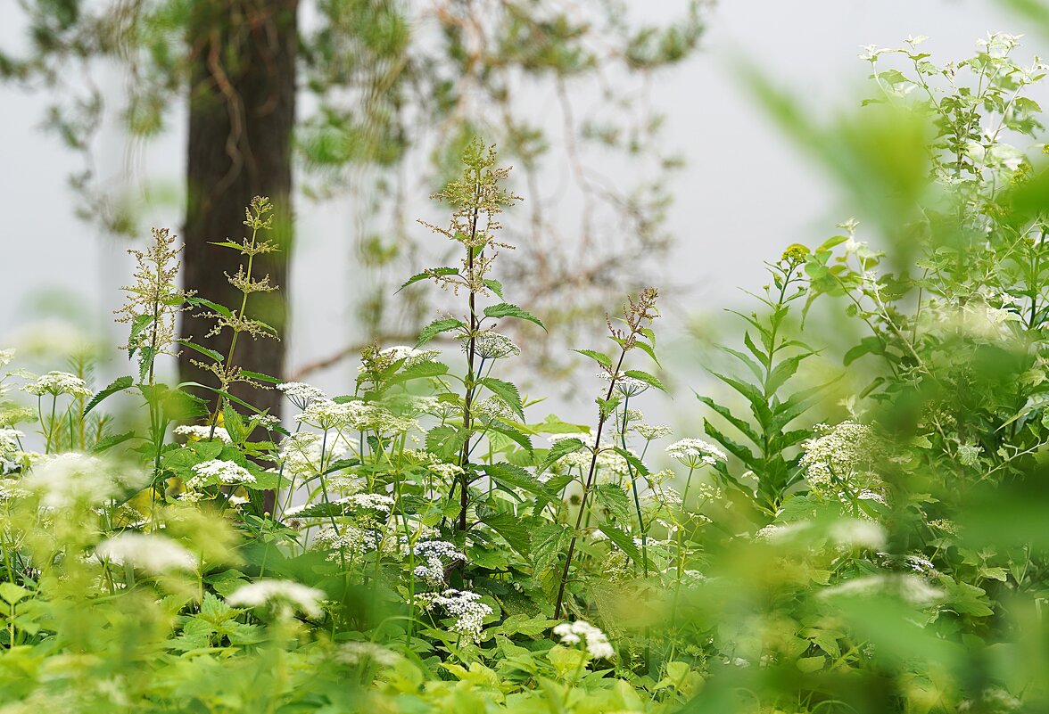 Цветет крапива... - Татьяна Тюменка