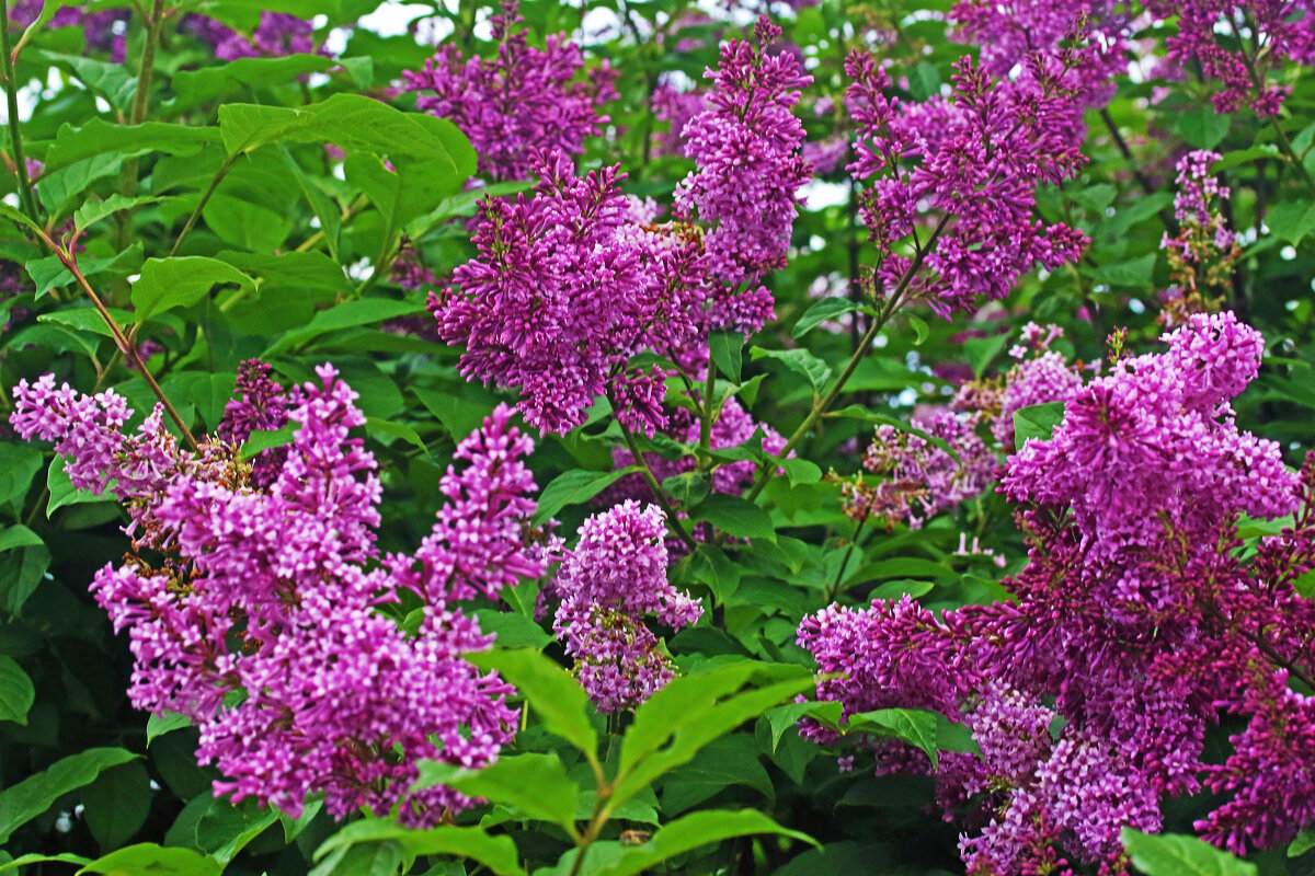 Июнь...В зарослях цветущей сирени! - Владимир 