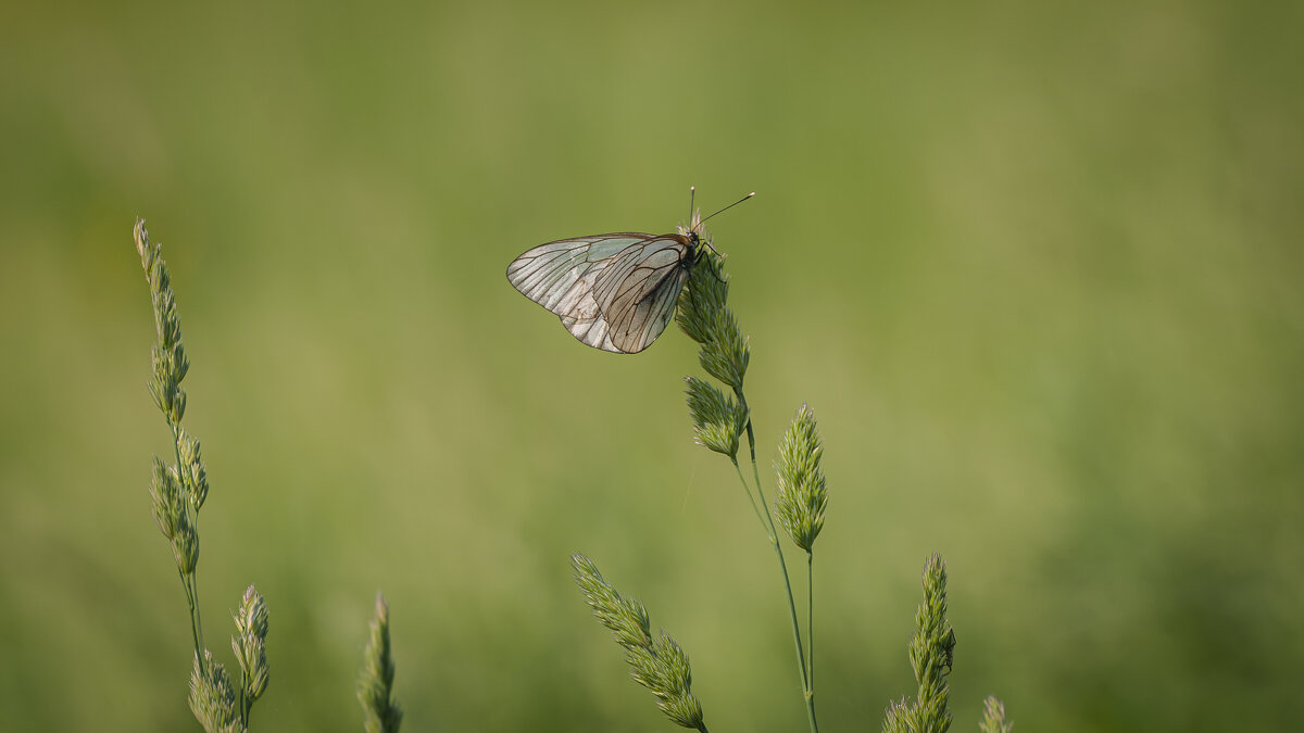Барышня боярышница. - Вадим Басов Барышня боярышница. - Вадим Басов