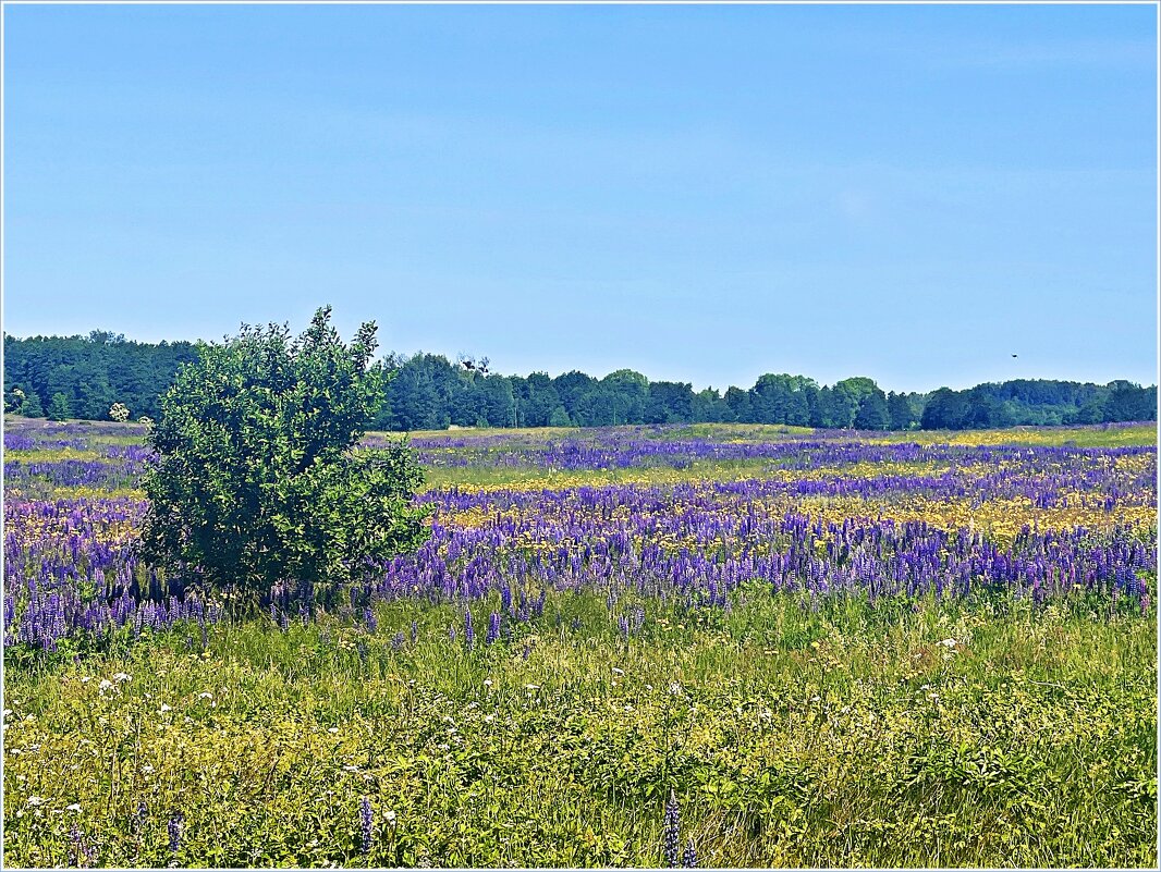 Люпиновое поле. - Валерия Комова