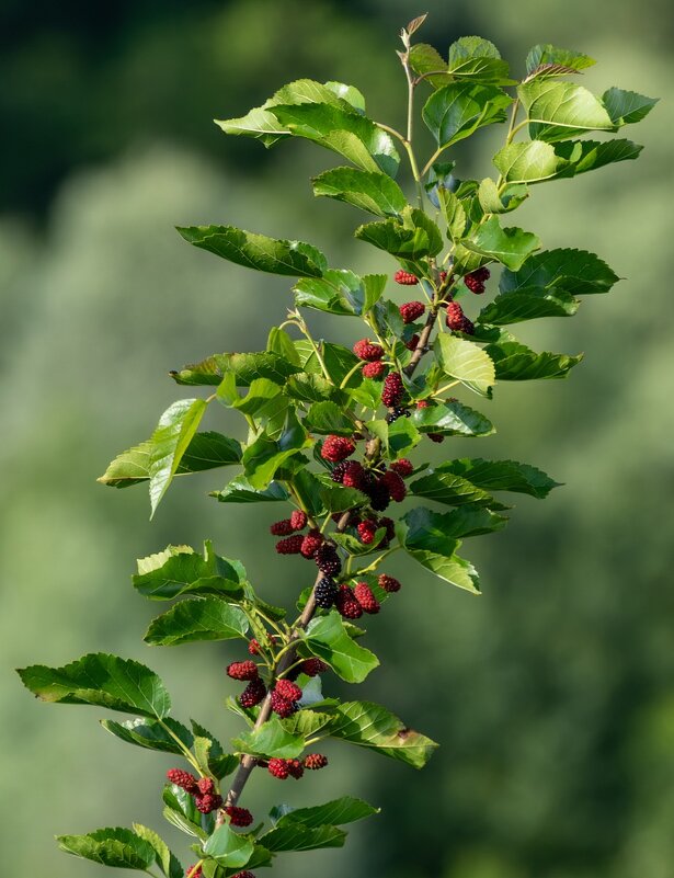 Тутовник - Игорь Сикорский Тутовник - Игорь Сикорский