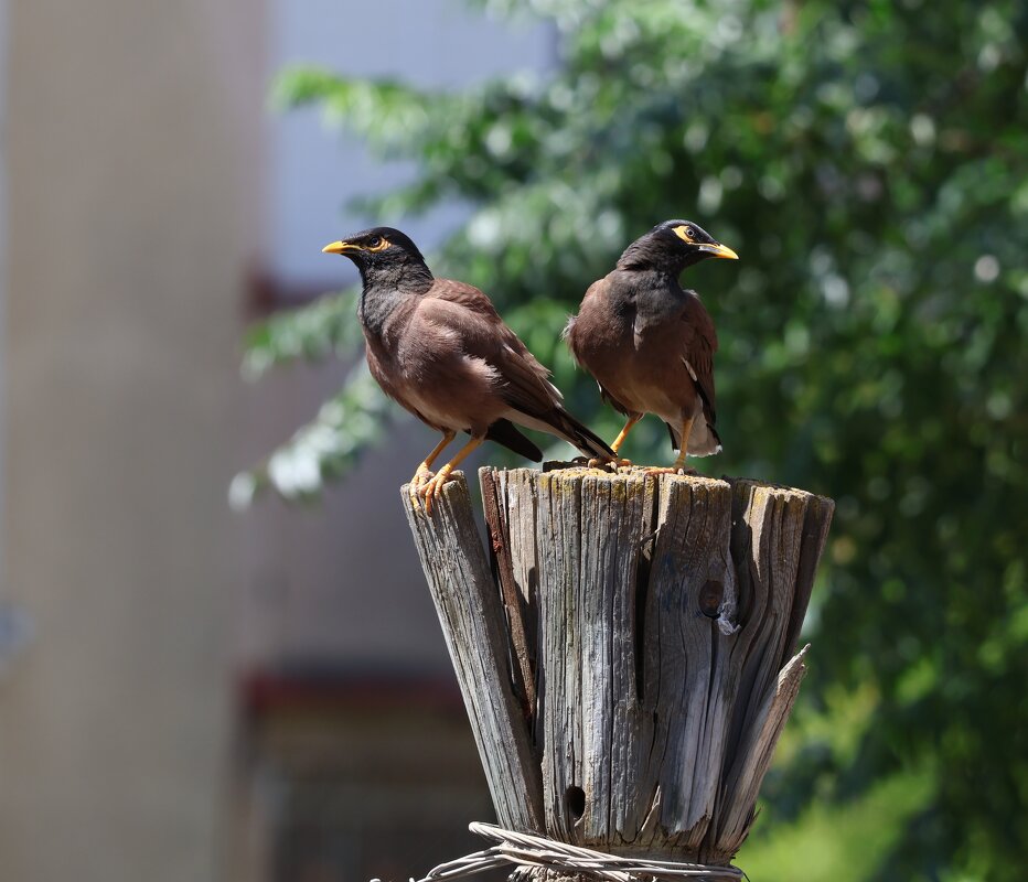 Модель для гсударственного герба - Аркадий Басович