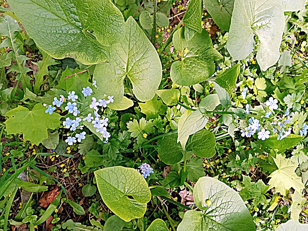 Цвет весны. - Владимир Драгунский