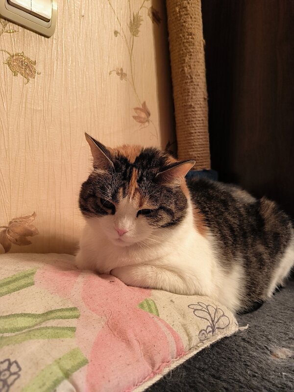 Аська, Алиса, Чупокабра... - Ольга 