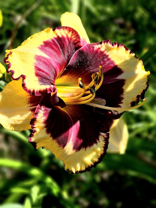 Лилейники - Галина Левина