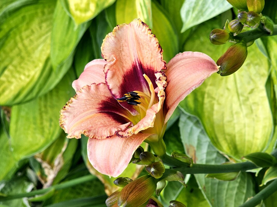 Лилейники - Галина Левина