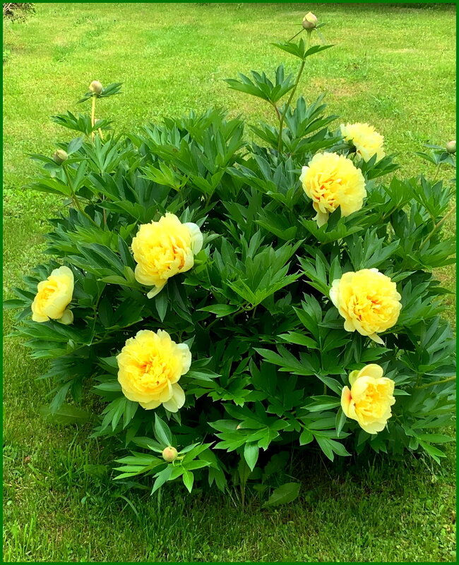Пион «Bartzella» на дачном участке. - Ольга Довженко