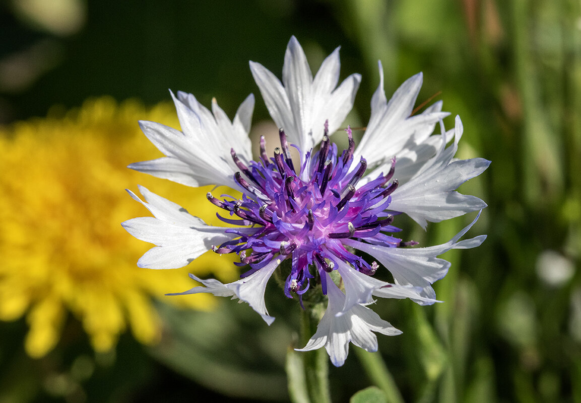 Весёлый василёк. - Лилия *