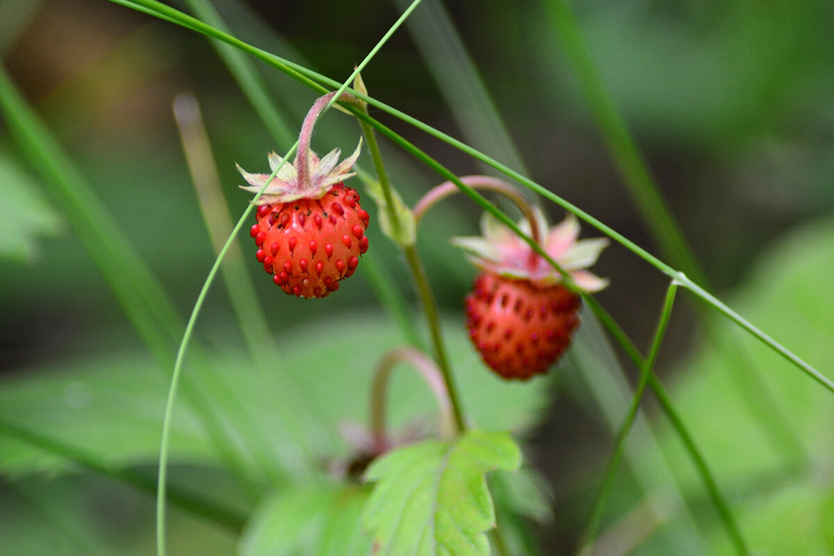 Земляника - Геннадий Супрун