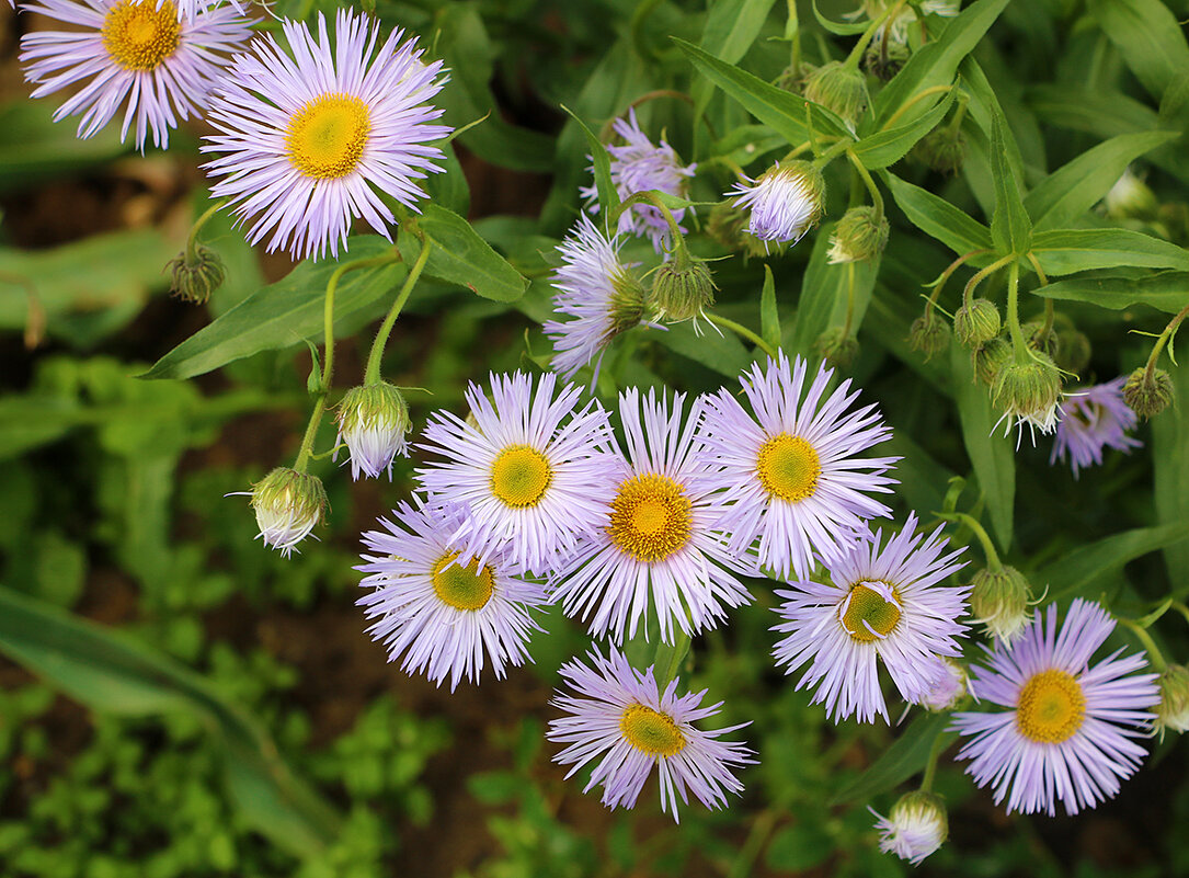 Июньские сентябринки - Светлана 