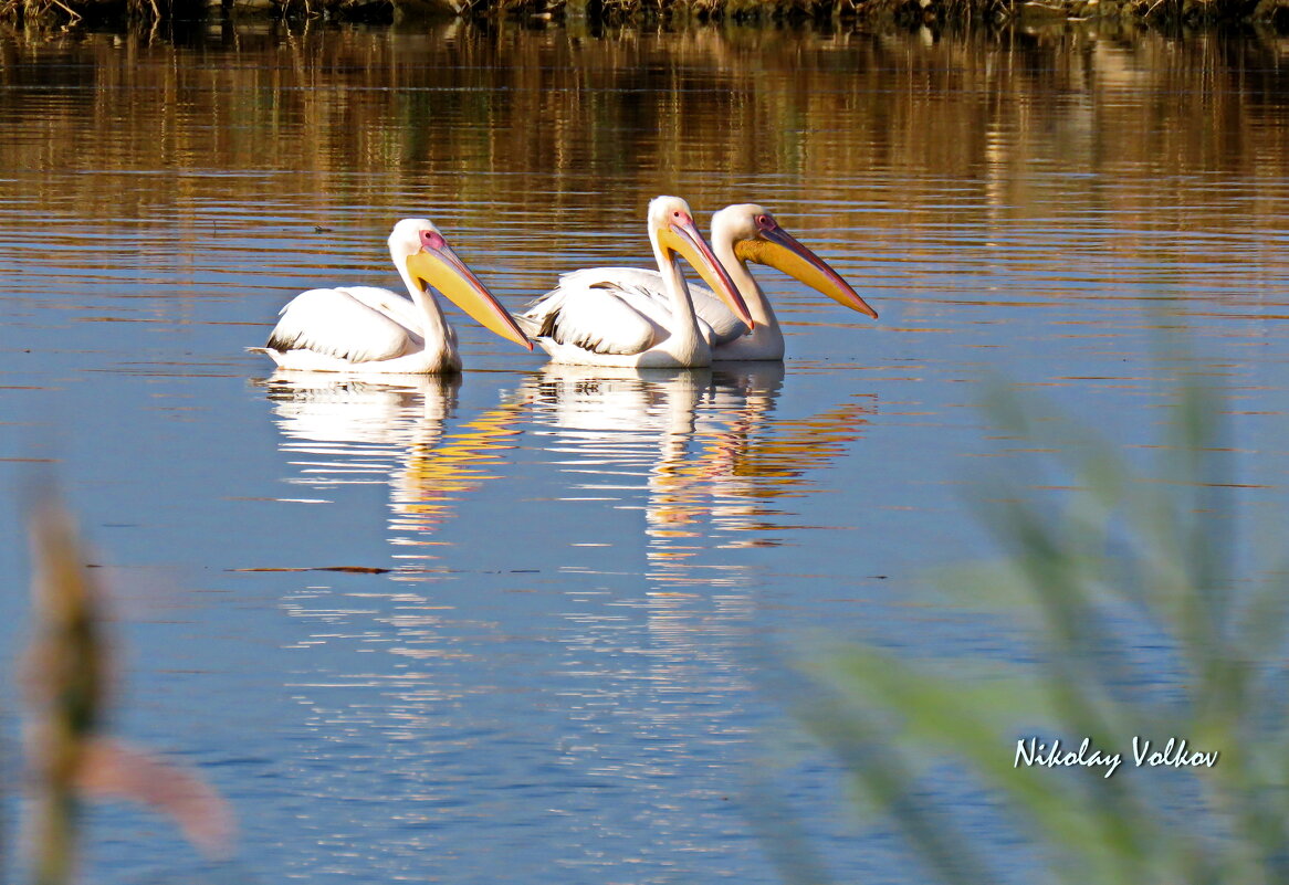 Пеликаны на искусственных озёрах - Николай Волков