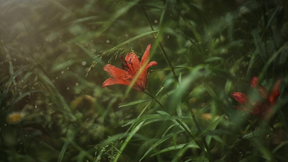 цветок - Андрей Выровой