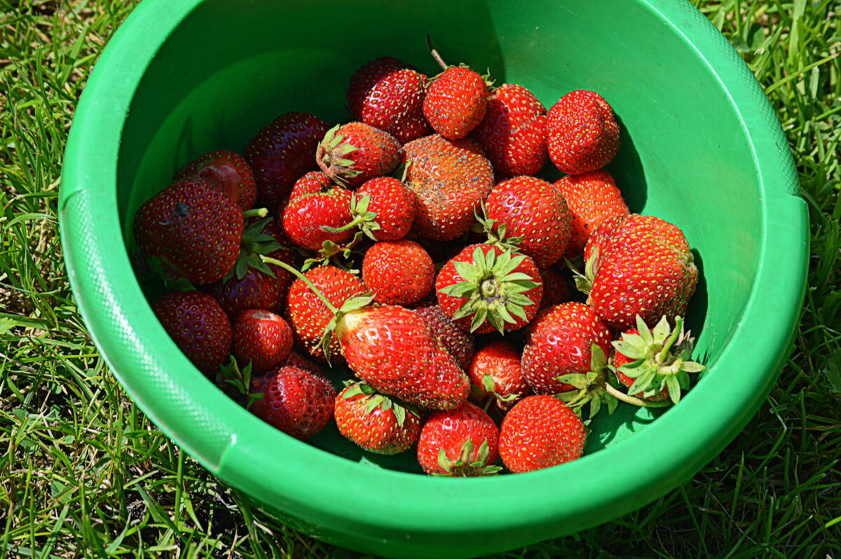 Прелести сибирского лета - Татьяна Лютаева