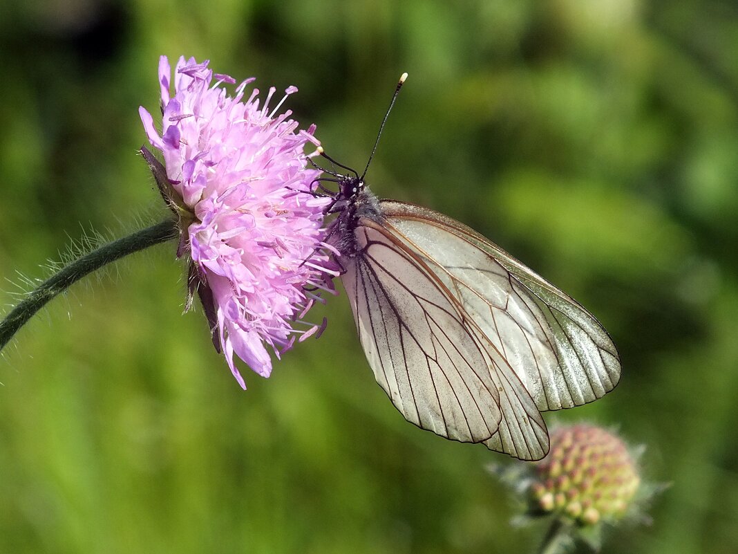 Боярышница - Зоя Мишина Боярышница - Зоя Мишина
