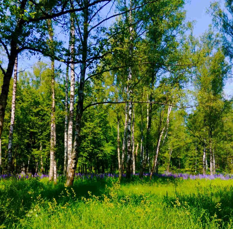 Пейзаж - Галина Бобкина