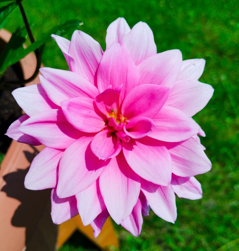 В розовых тонах - Галина Бобкина