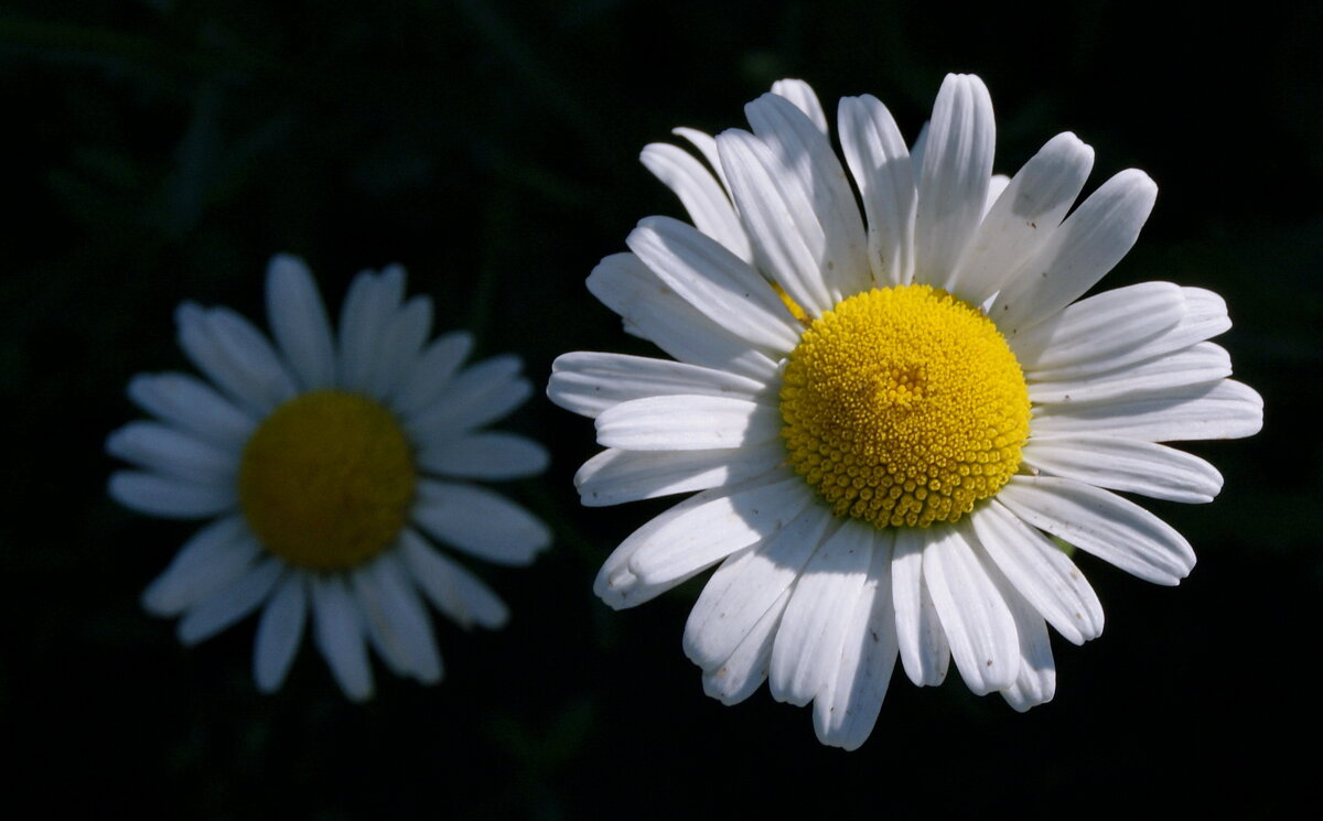 Ромашка садовая. - сергей ермошкин Ромашка садовая. - сергей ермошкин