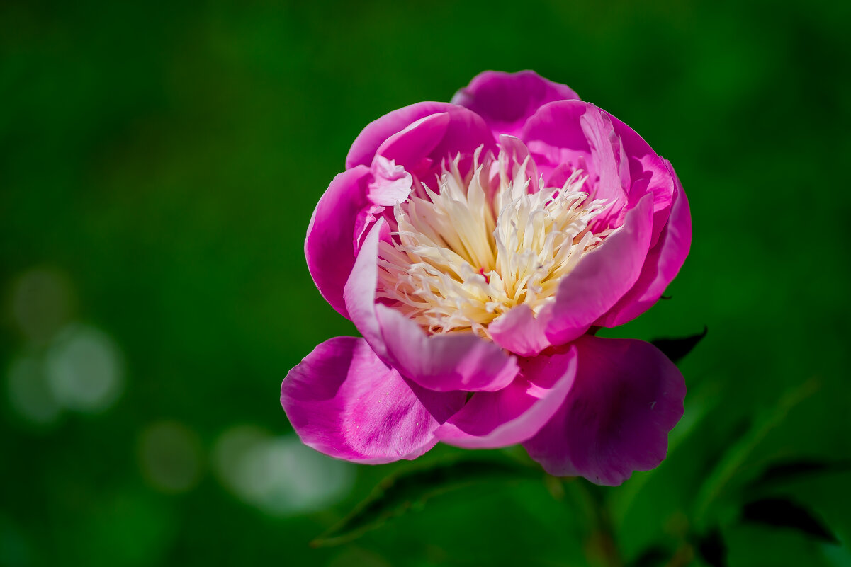 Дачные цветы. - Sergey (Apg)