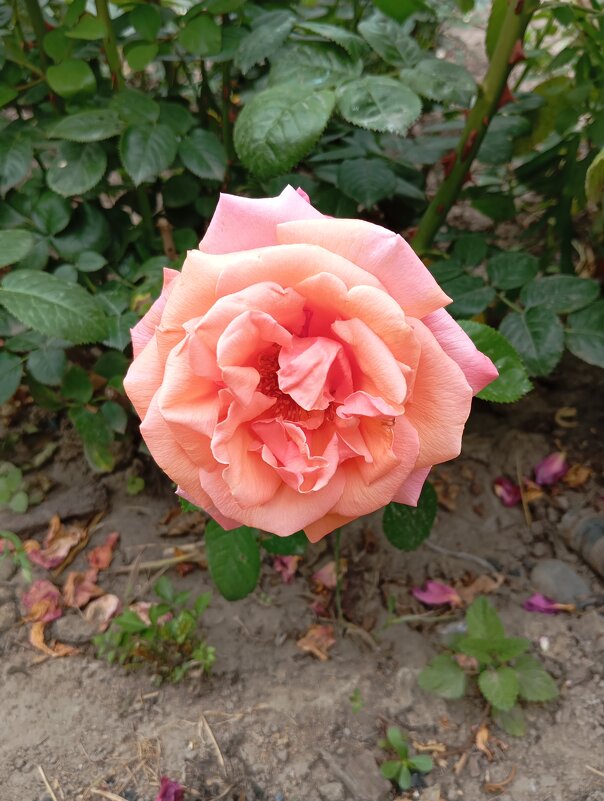 ... - Константин Штарк