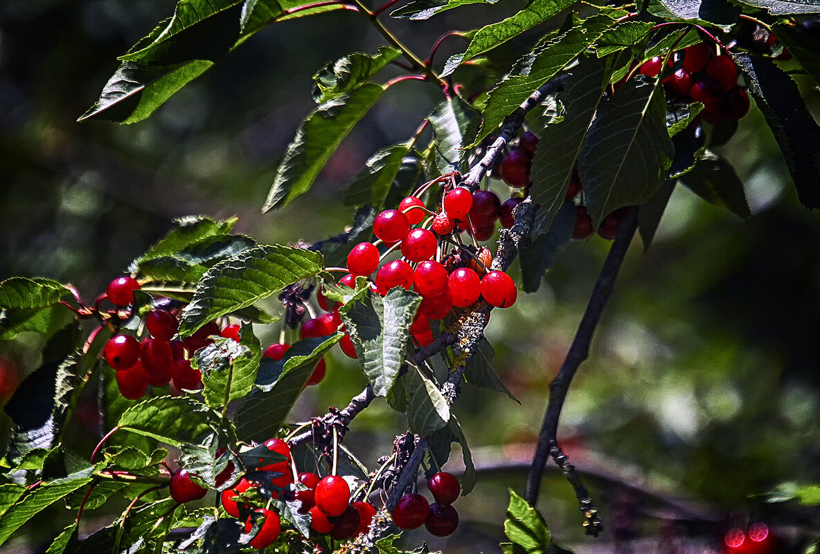 **** - Андроник Александр 