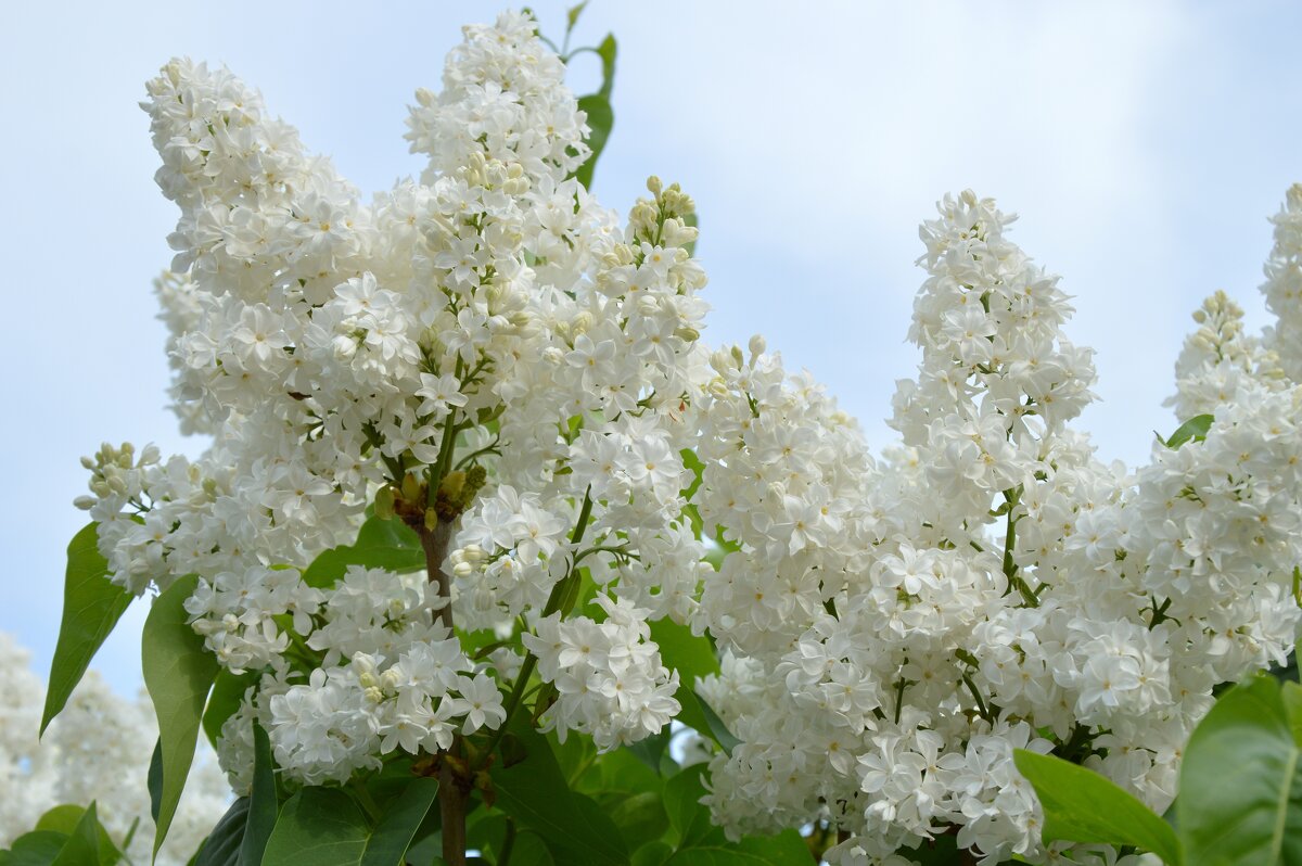 *** - Надежда Куркина 