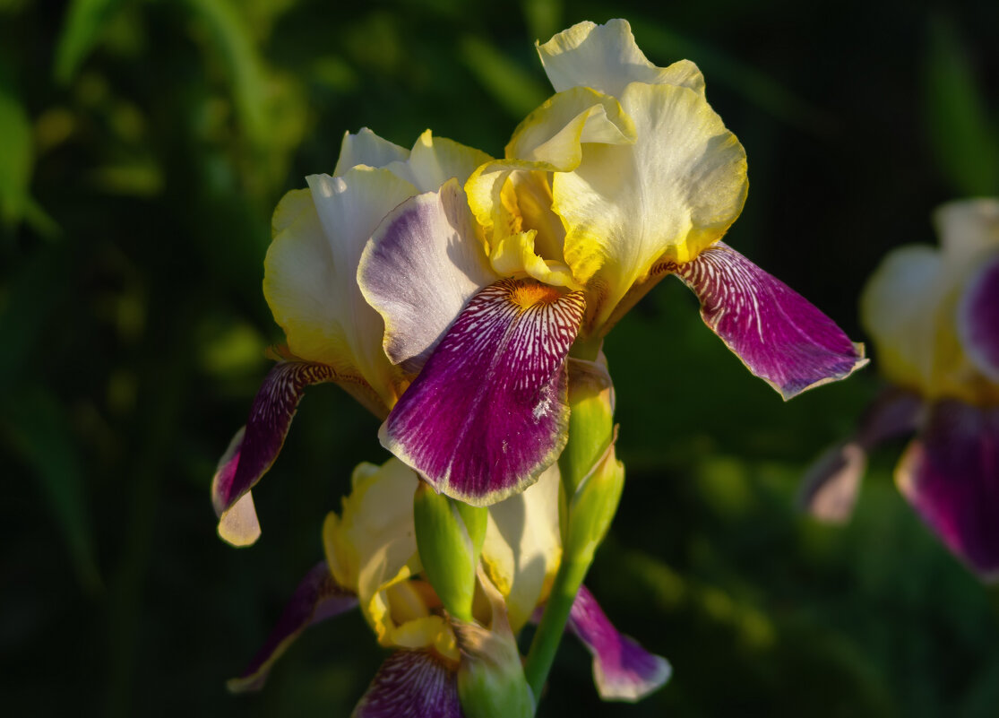 на закате - Виталий Емельянов