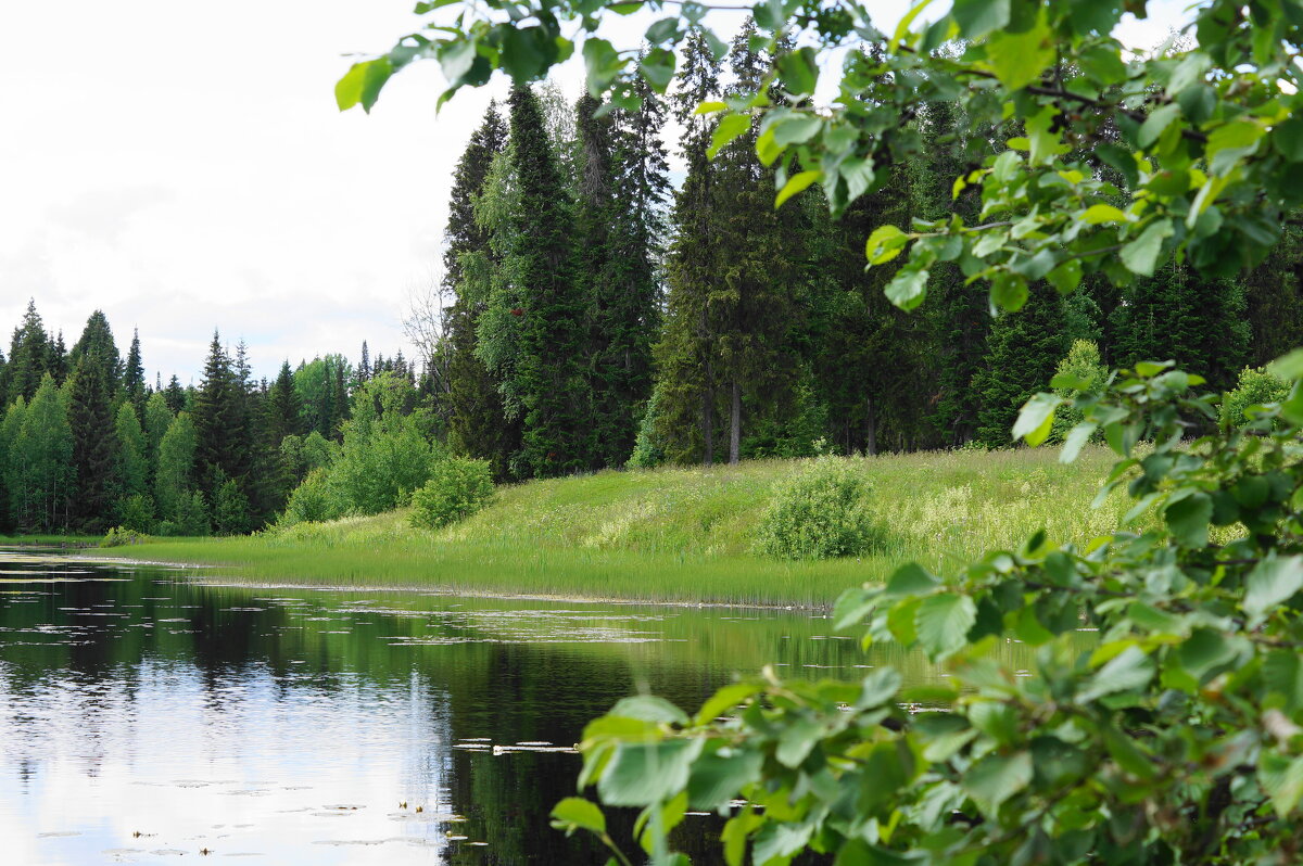 Старый пруд - Сергей Ц