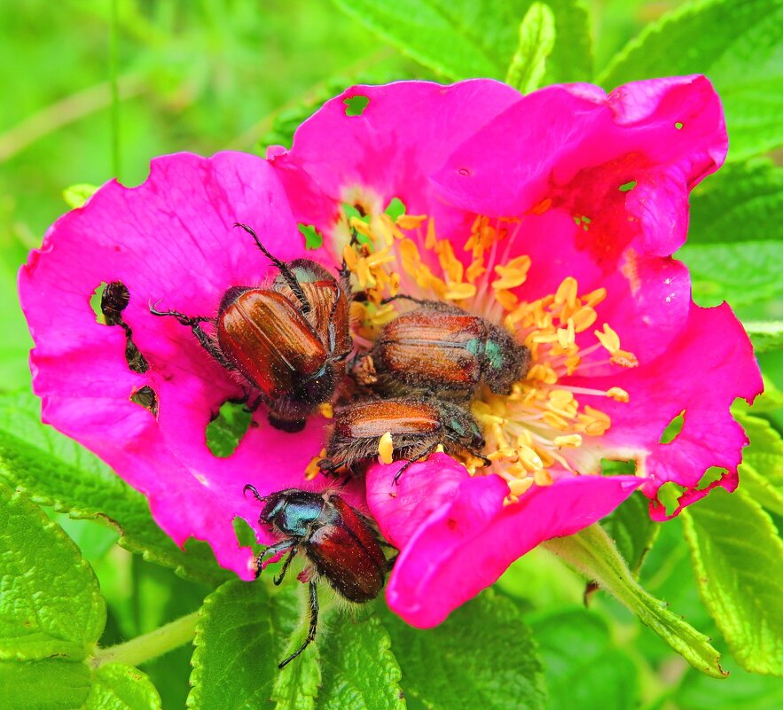 Доедают цветок... - Андрей Снегерёв