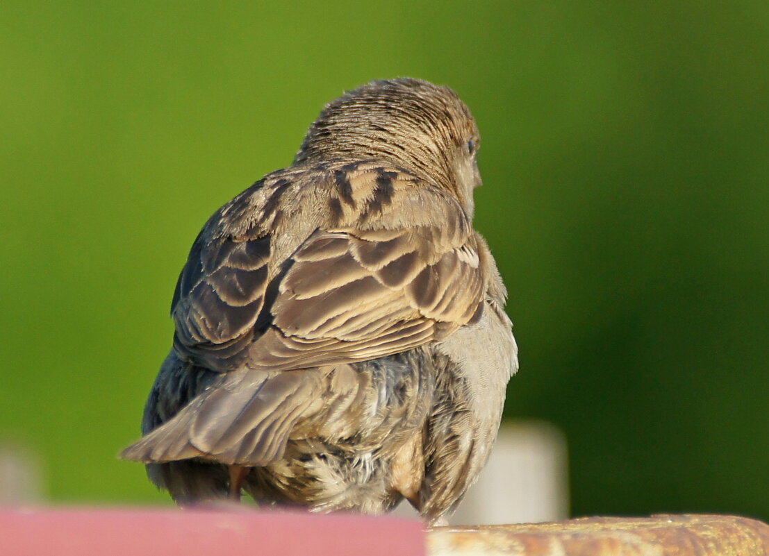 воробей... - Андрей Катков