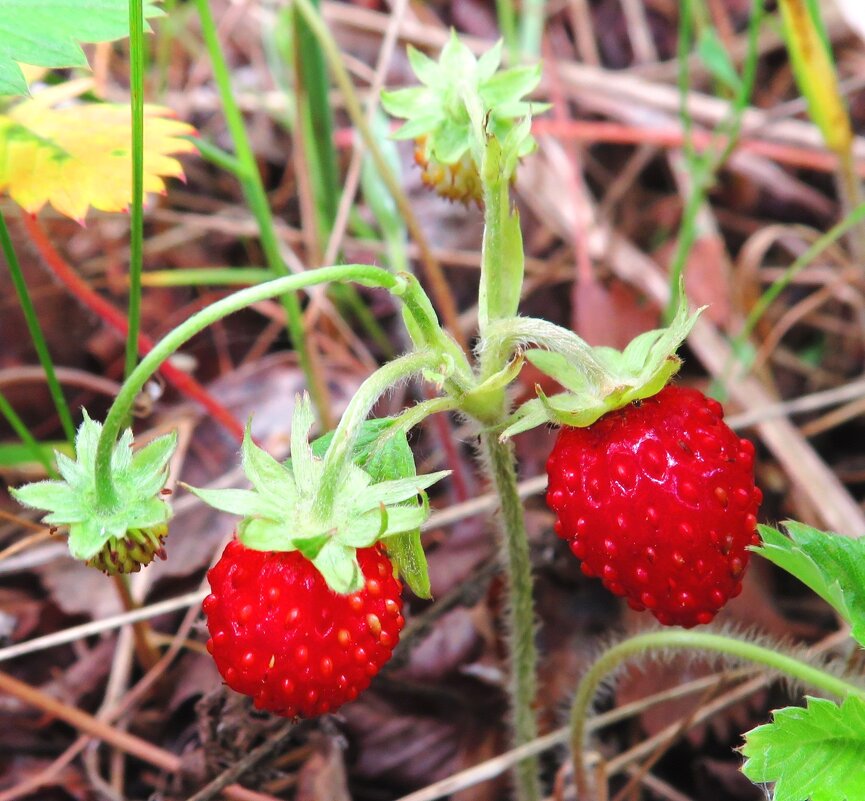 Сладкая парочка - Андрей Снегерёв