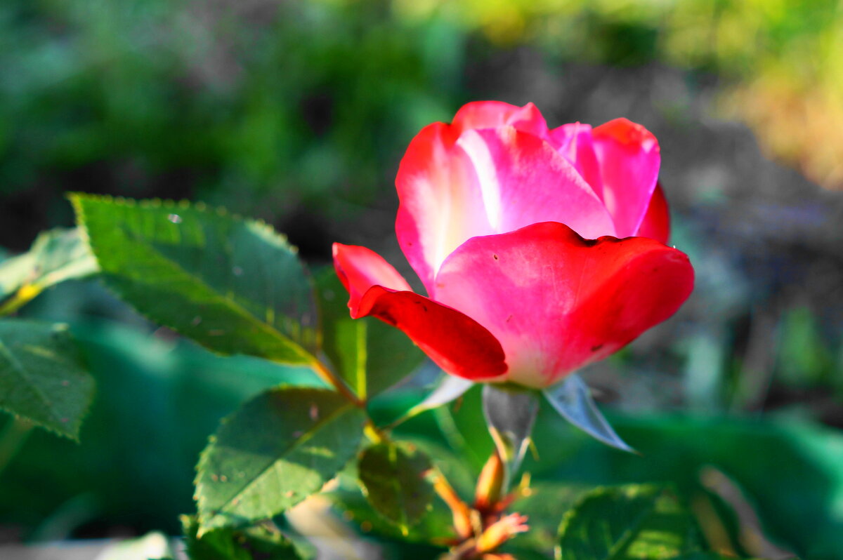 роза - Сергей Ц